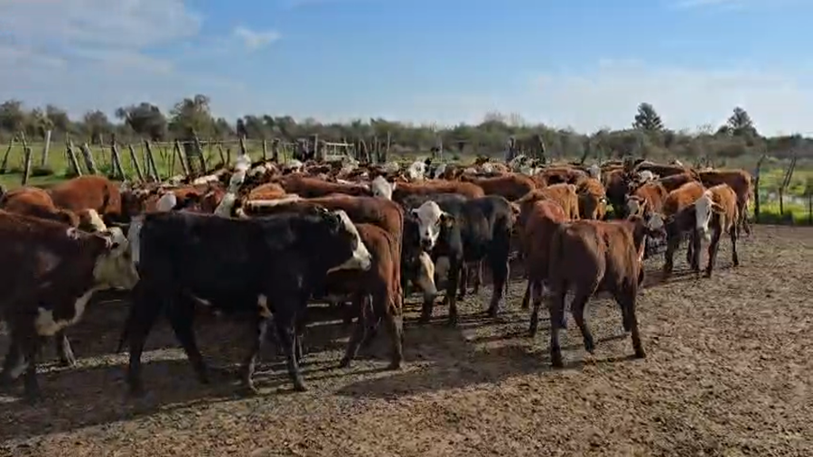 Lote 100 Terneros