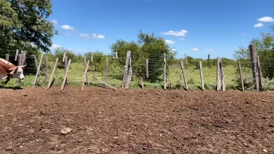 Lote VACAS PREÑADAS