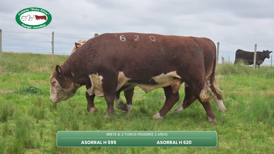 Lote TOROS PEDIGREE 2 AÑOS