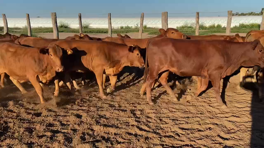 Lote 85 Vaquillonas en Bandera, Santiago del Estero