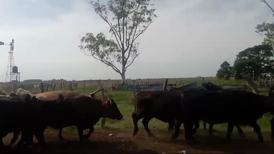 Lote 21 Vacas de invernar