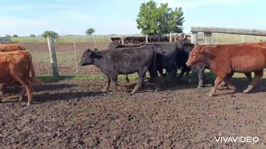 Lote 105 Terneras