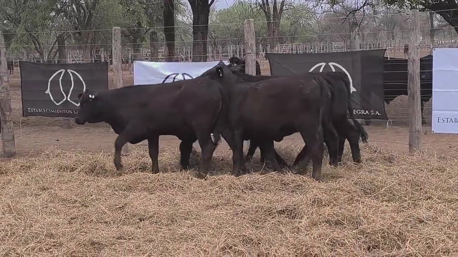 Lote Ternera