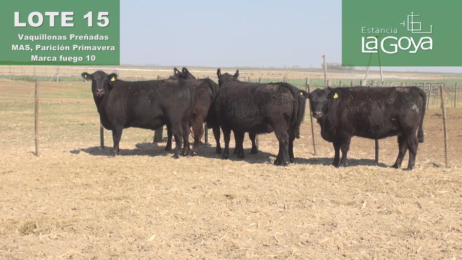 Lote VAQUILLONAS PREÑADAS MAS PARICIÓN PRIMAVERA