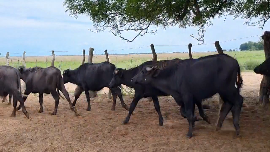 Lote 34 Búfalos