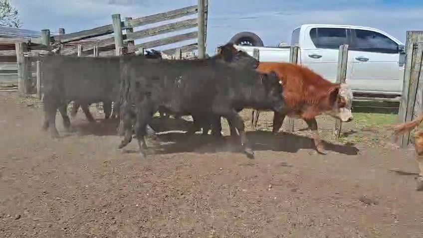 Lote TERNEROS