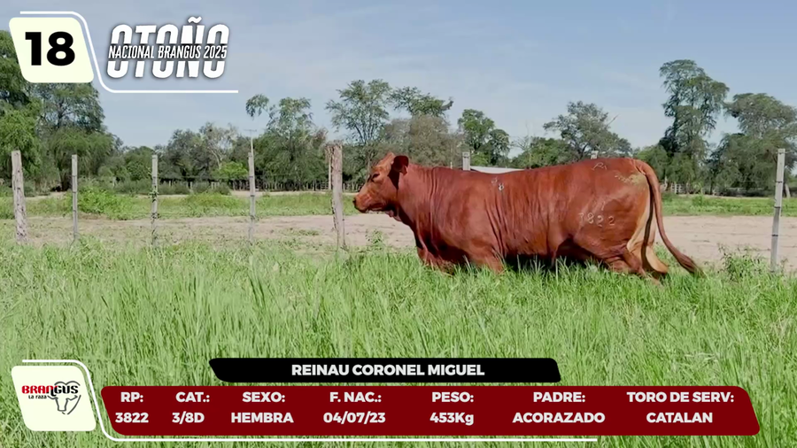 Lote LOTE 18