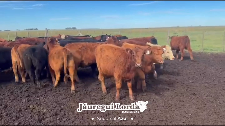 Lote 109 Terneros/as