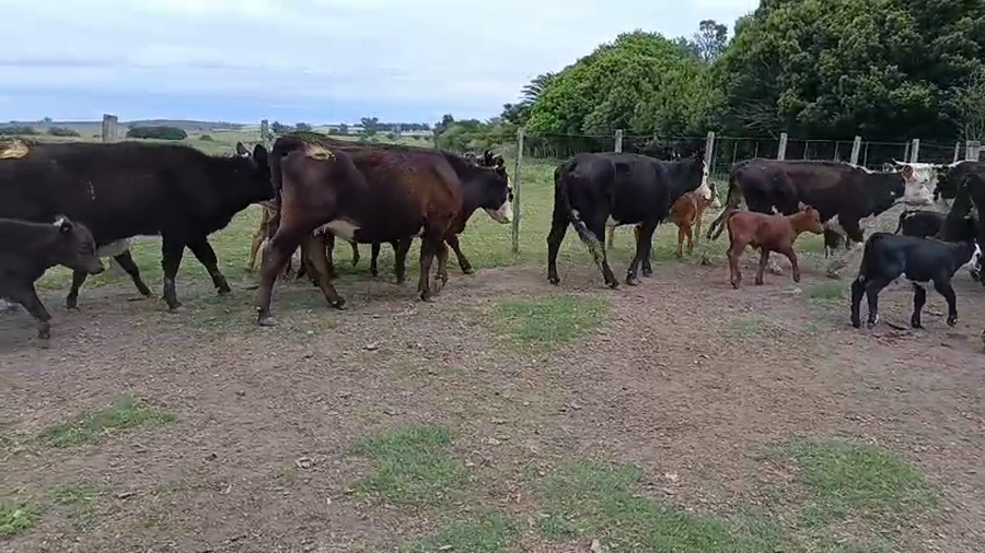 Lote 34 Piezas de cría a remate en Pantalla Camy, San José