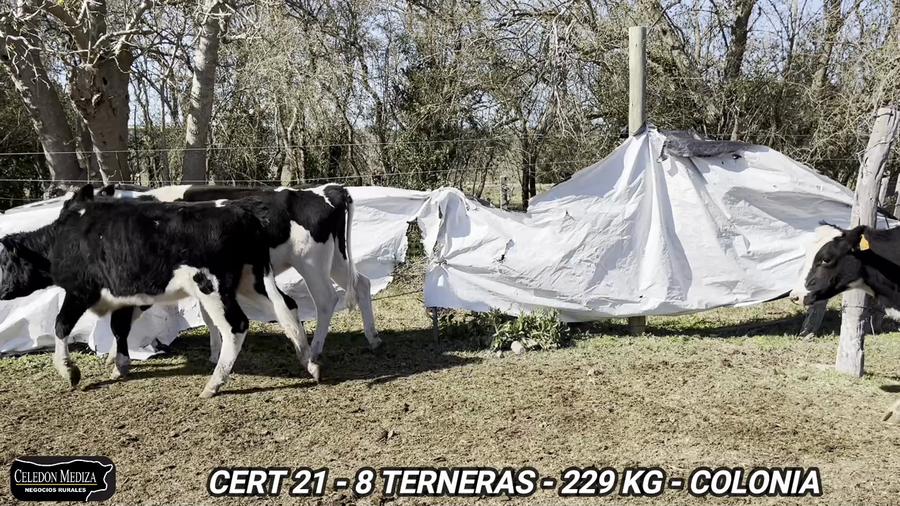 Lote 8 TERNERAS en Colonia