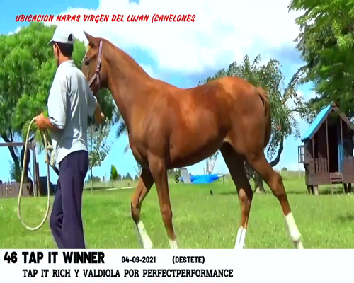 Lote TAP IT WINNER