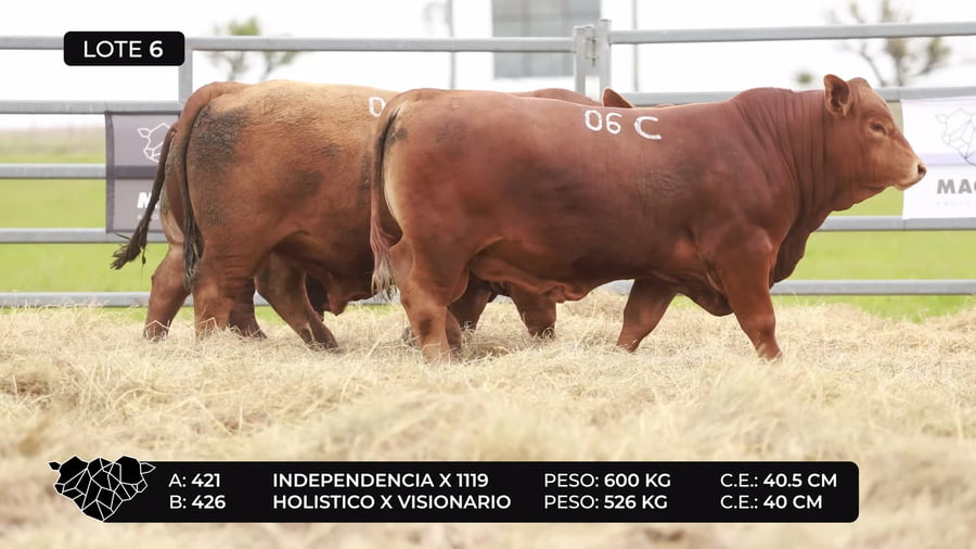 Lote Lote 6