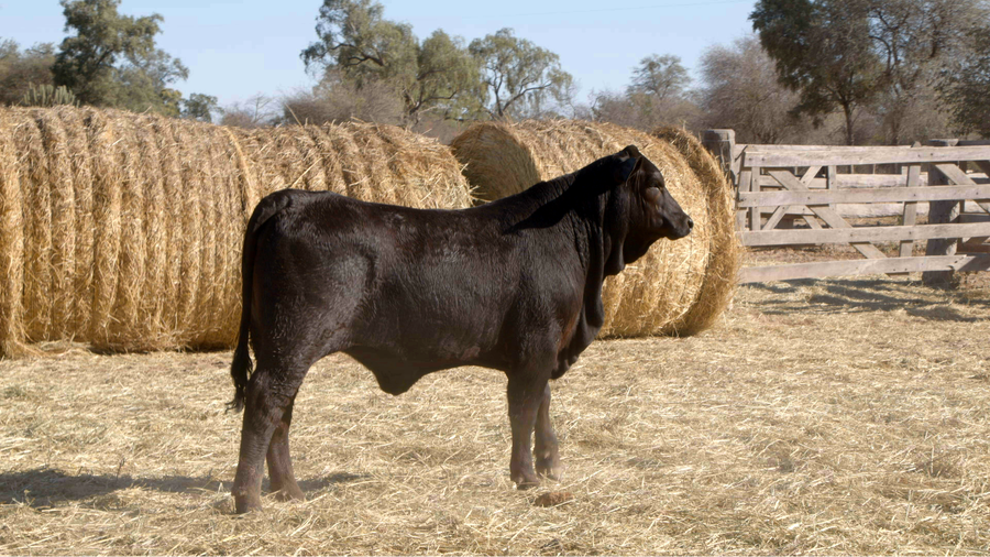 Lote HEMBRAS Remate Nucleo Genbra