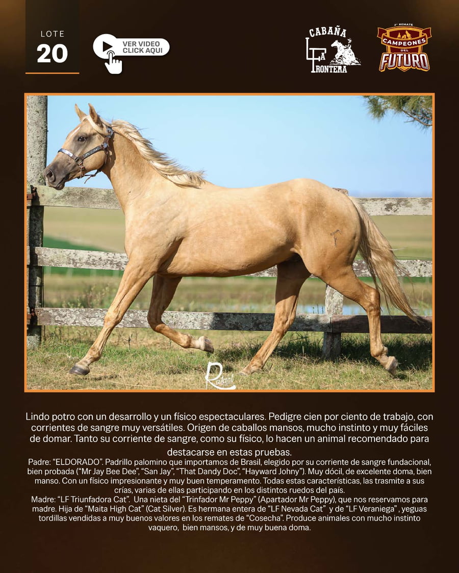 Lote LF TROFEO DE ORO