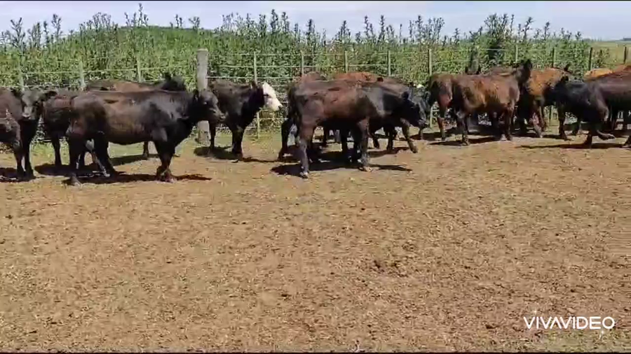 Lote 25 Terneras en Gral. Paz, Buenos Aires