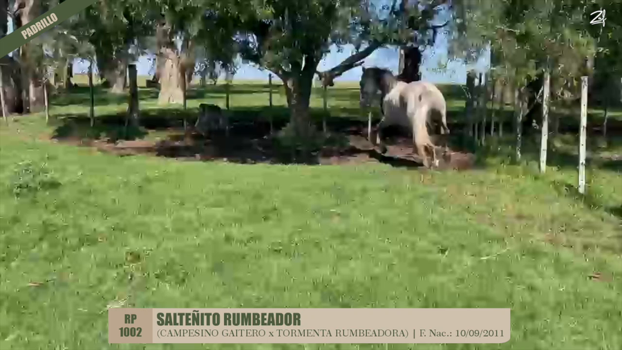Lote SALTEÑITO RUMBEADOR