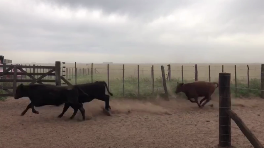 Lote 100 TERN. HEMBRAS, ARENAZA, BS. AS.