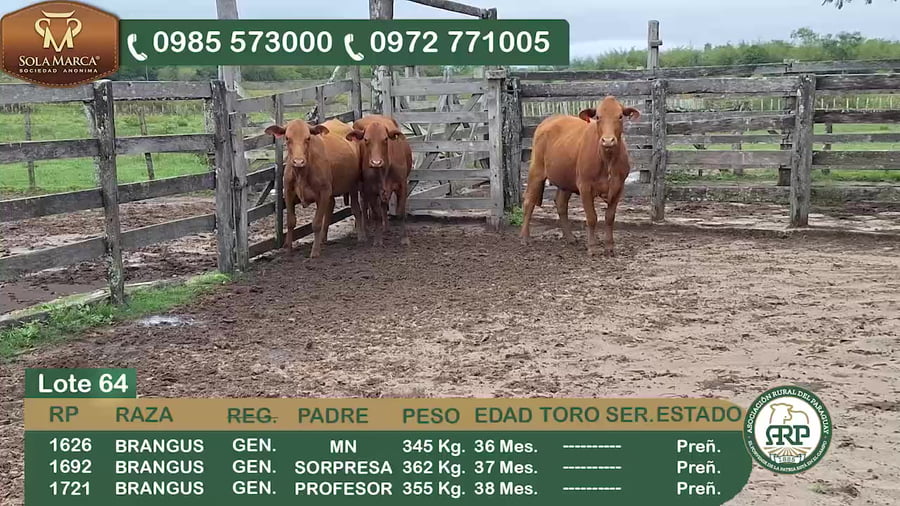 Lote 3 Hembras BRANGUS a remate en 34º Feria especial de reproductores e invernada, Ñeembucú