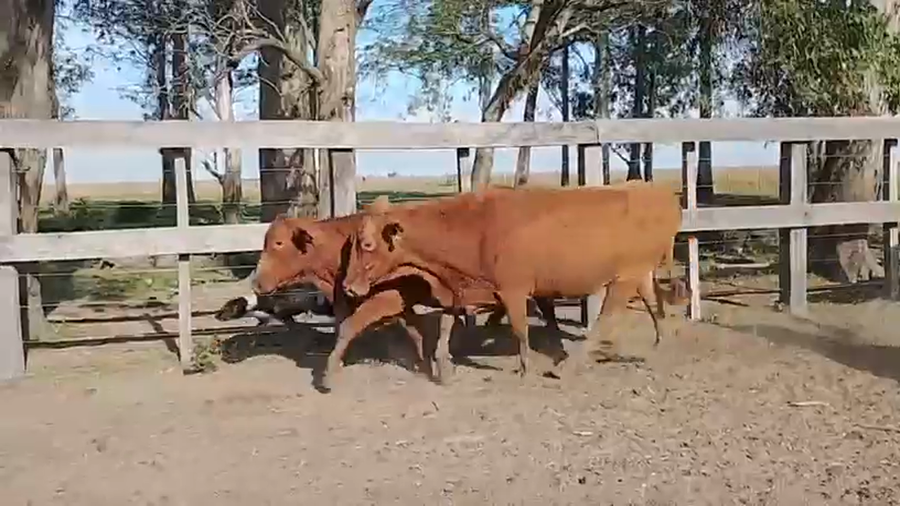 Lote 45 Vacas de invernar en Corrientes, Col. C. Pellegrini