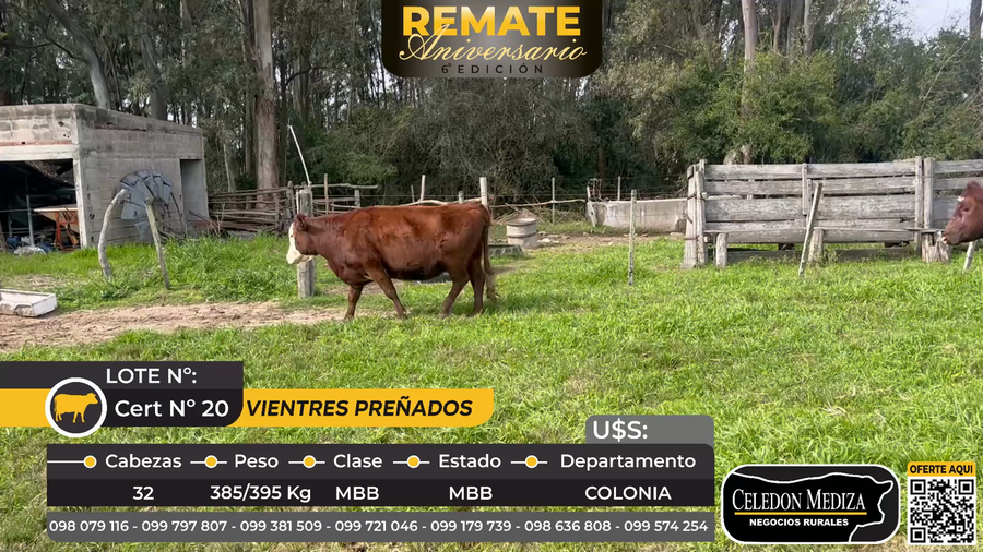 Lote 32 Vientres Preñados en Colonia