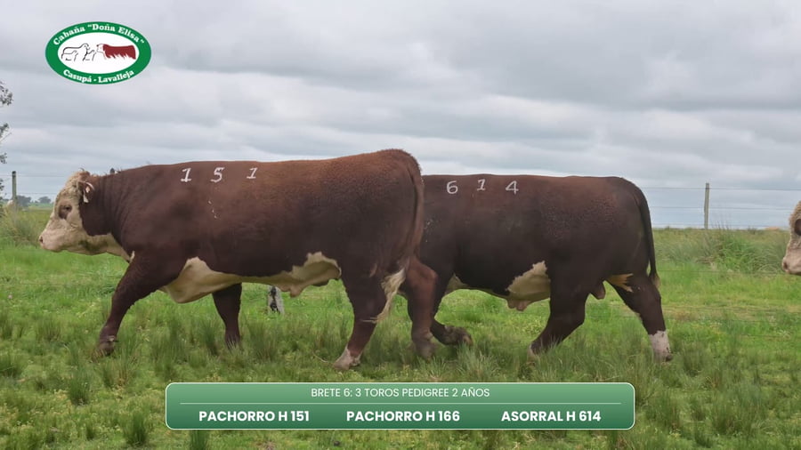 Lote TOROS PEDIGREE 2 AÑOS