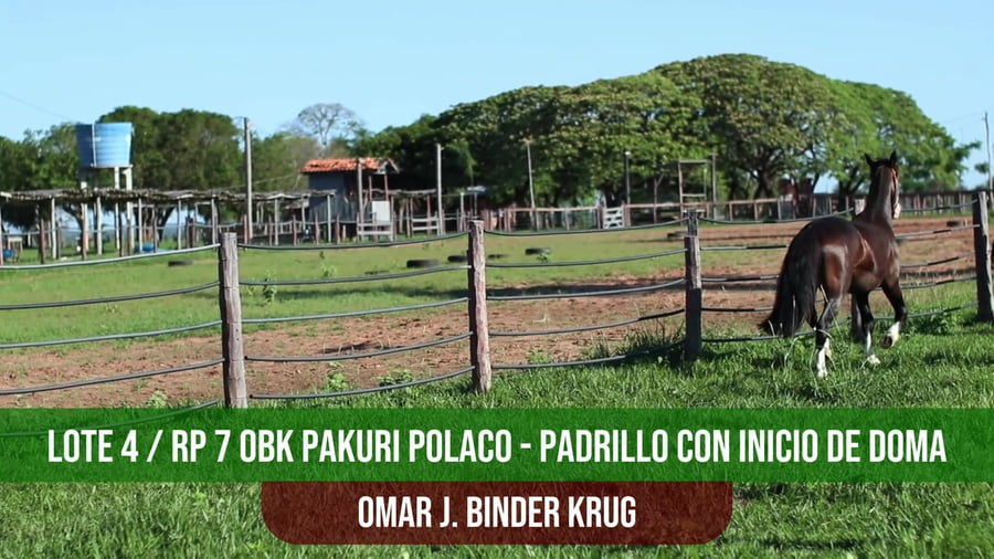 Lote OBK PAKURI POLACO