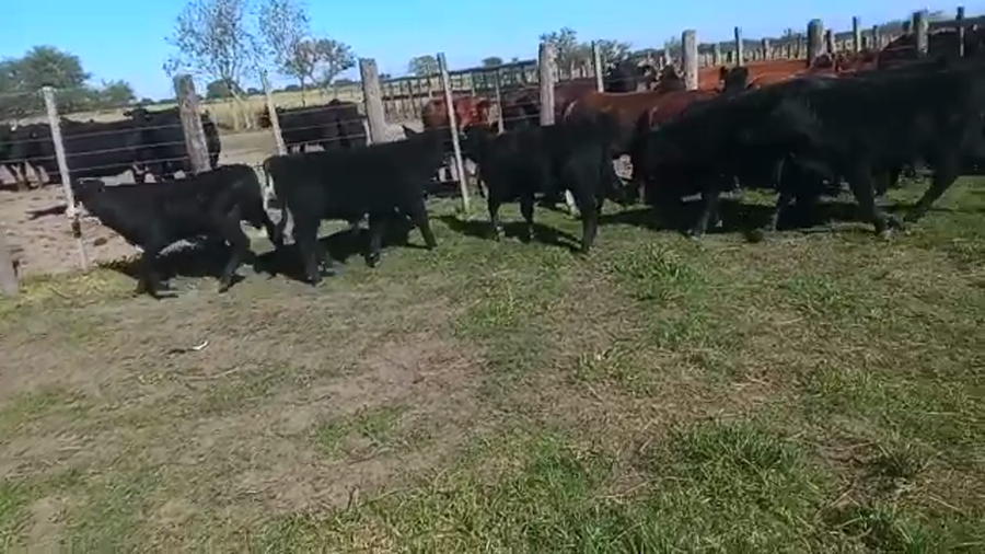 Lote 68 Terneros/as Cruzas Británicas en Helvecia, Santa Fe