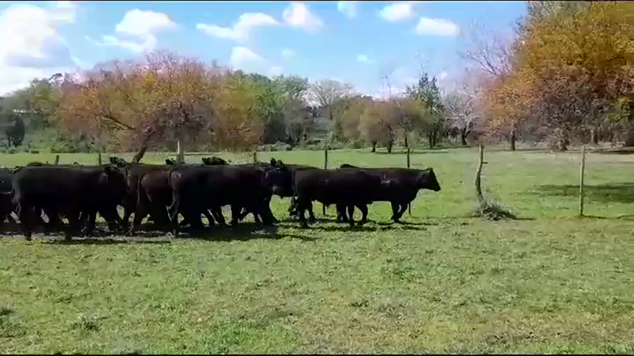 Lote (Vendido)33 Terneros ANGUS a remate en #37 Pantalla Carmelo 310kg -  en POLANCOS