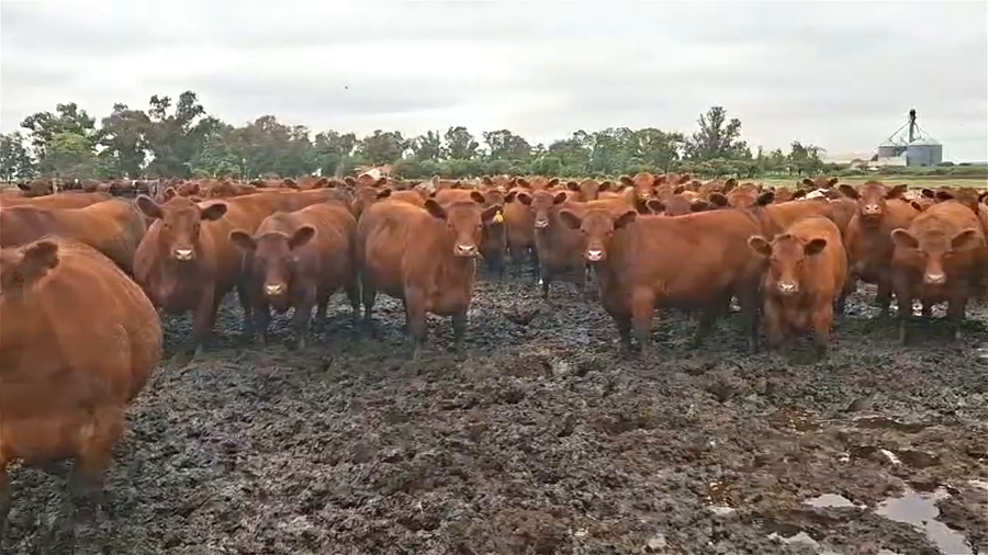 Lote 60 Novillos UE Hilton