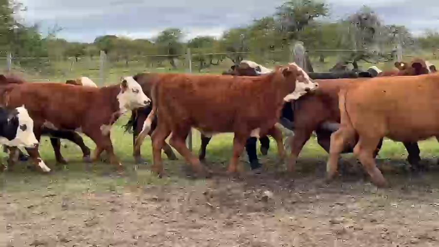 Lote 110 Terneros/as en Corrientes, Curuzú-Cuatiá