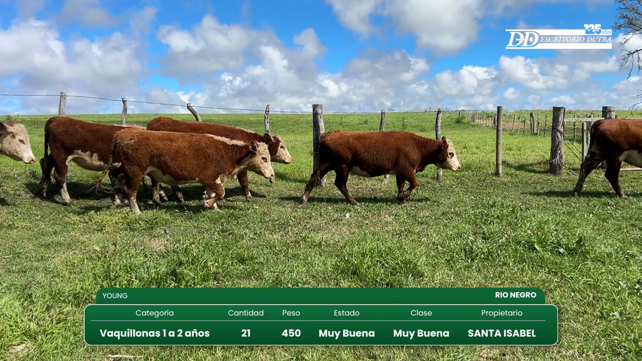 Lote 21 Vaquillonas 1 a 2 años a remate en Vientres Kiyu 378kg - , Río Negro