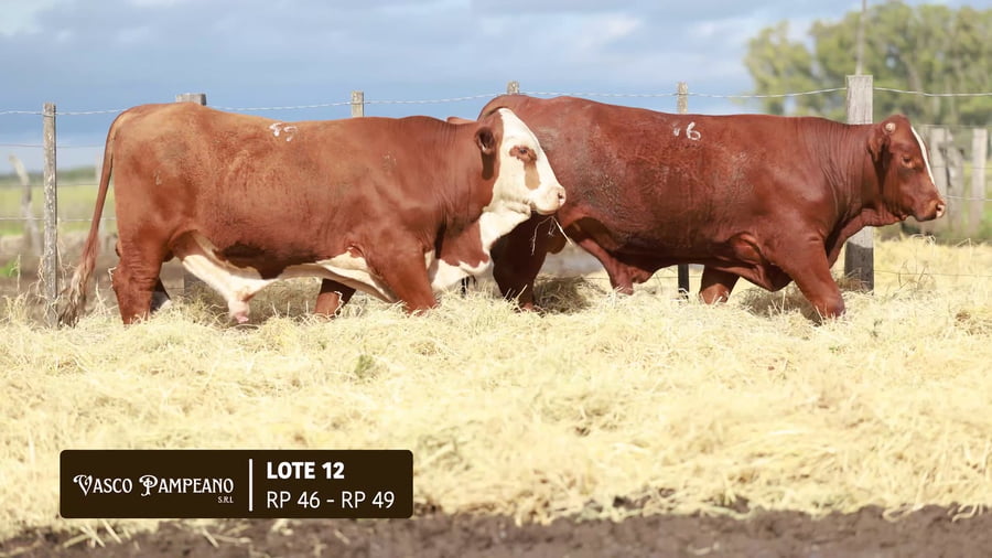 Lote TOROS BRAFORD