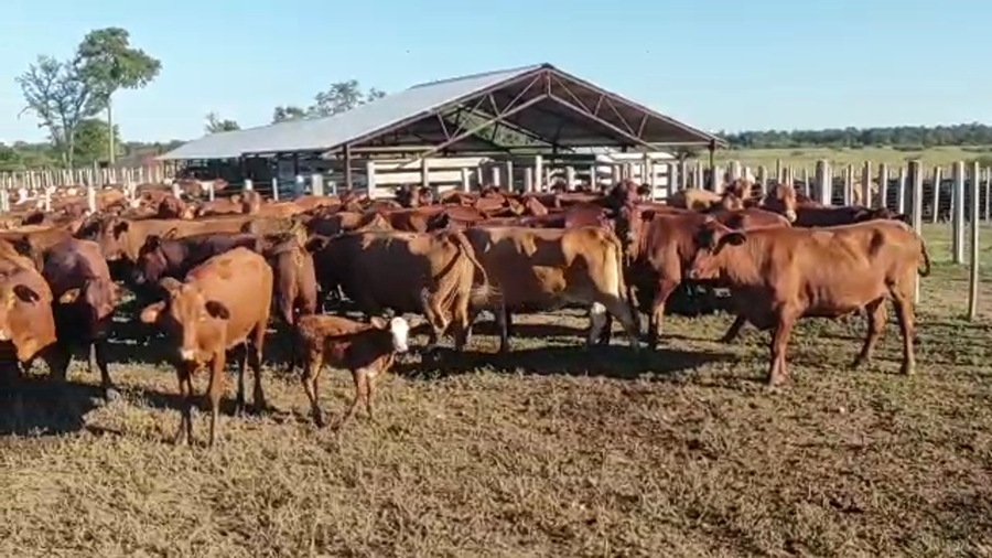 Lote 70 Vacas nuevas Preñadas en Pirané, Formosa