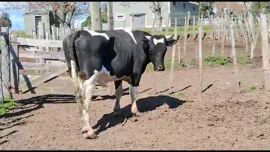 Lote Toros Holando a remate en Aniversario 115 Años - Camy 600kg -  en Mal Abrigo