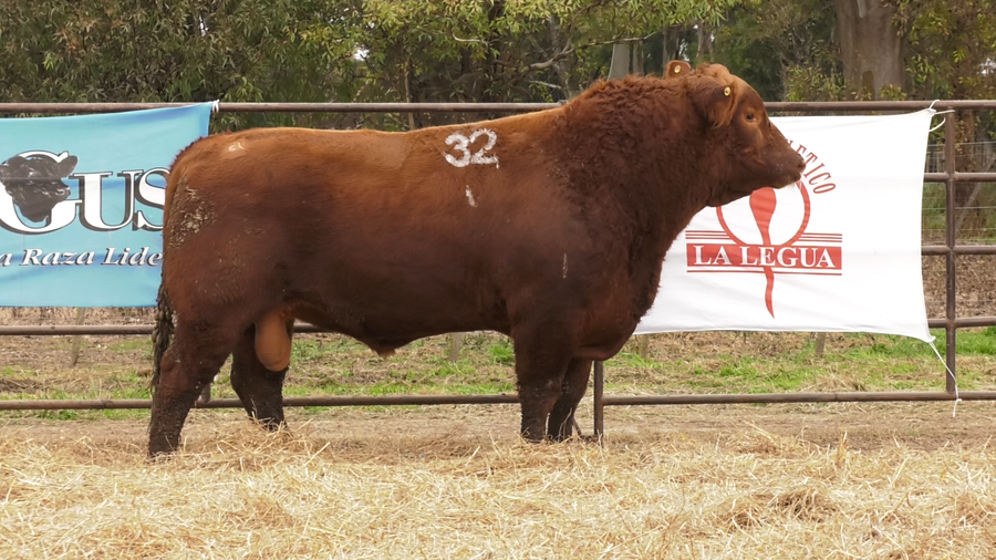 Lote TOROS ANGUS COLORADOS  PC