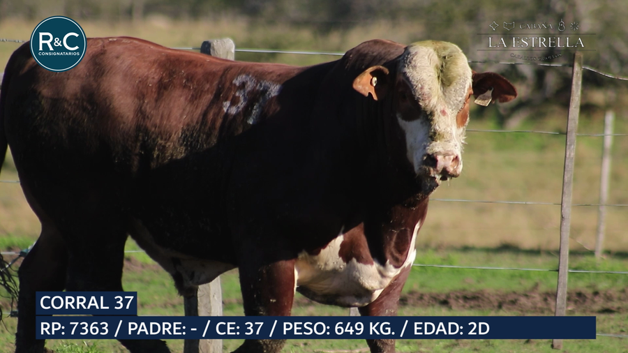 Lote Toro Braford