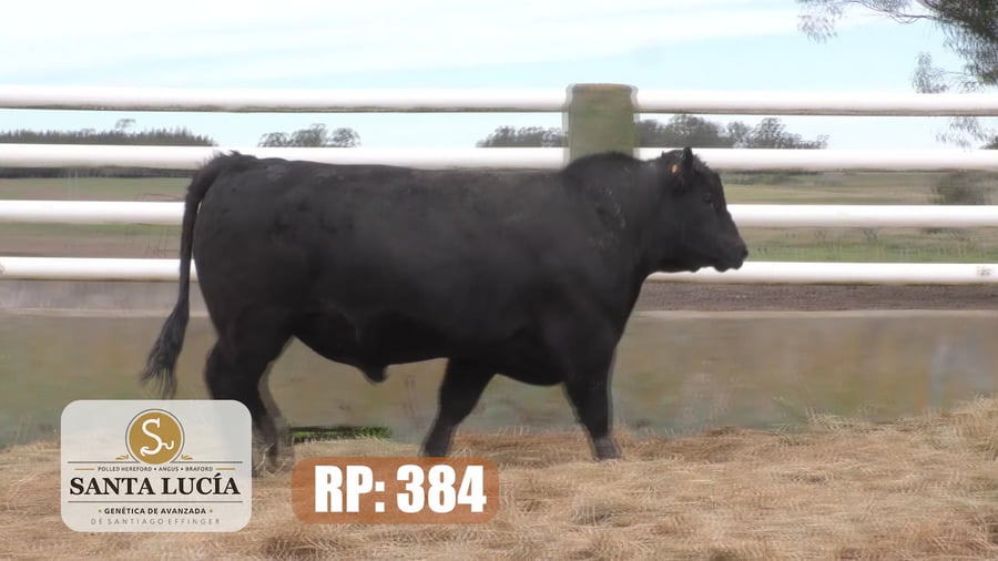 Lote Angus