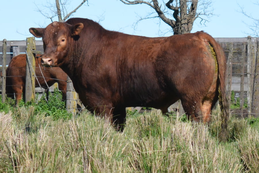 Lote TOROS PP 3 años