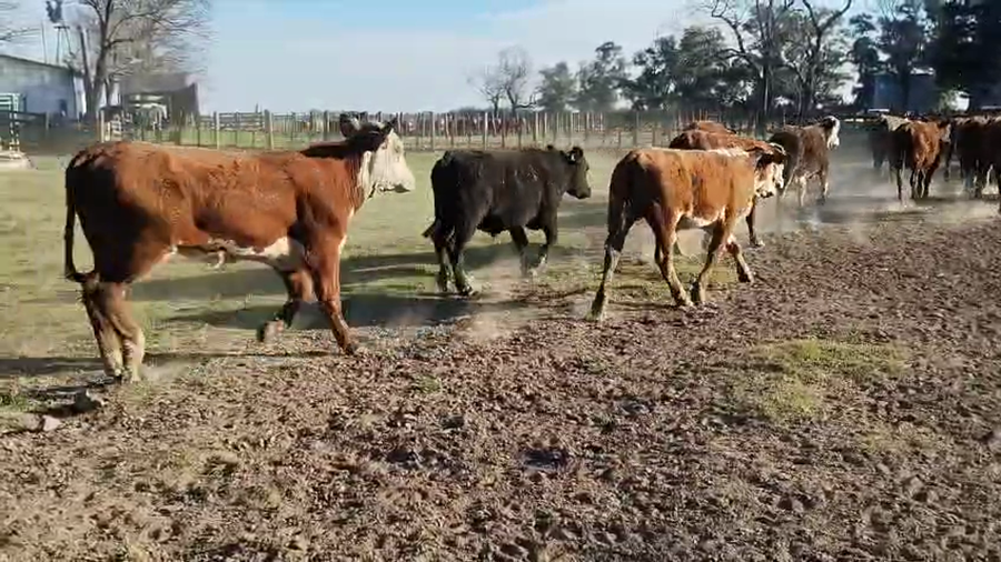 Lote 61 Novillos en Entre Ríos, Gualeguay