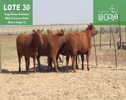 Lote VAQUILLONAS PREÑADAS MAS PARICIÓN OTOÑO