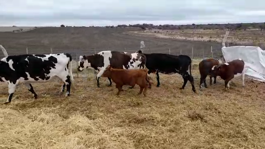 Lote (Vendido)6 Piezas de cría a remate en PANTALLA GARLAND en SANTA ELENA