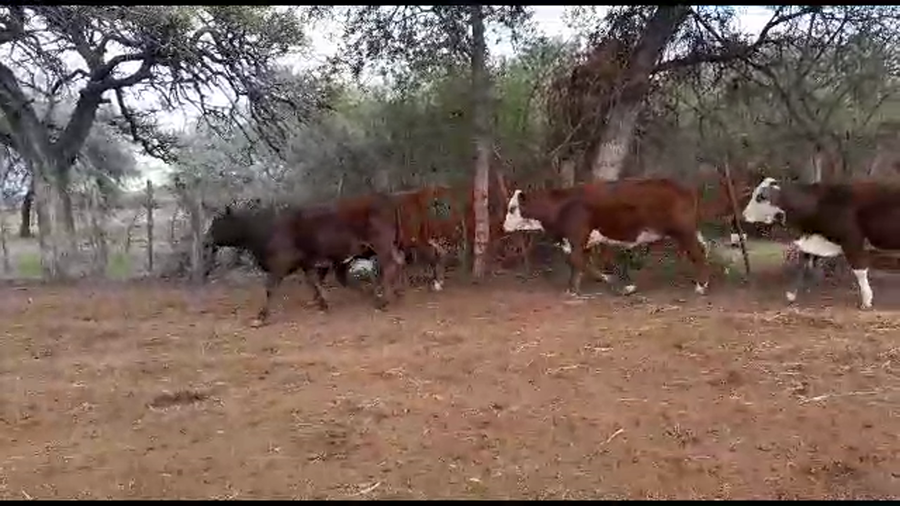 Lote 37 Terneras Braford en Gdor. Crespo, Santa Fe