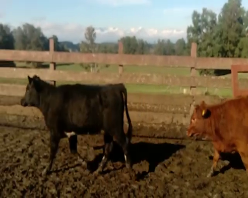 Lote 29 Ternera en XIV Región Los Rios, Futrono