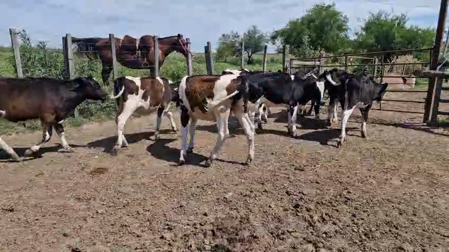 Lote 9 Terneras a remate en Pantalla Camy, San José