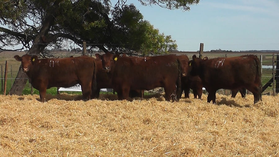 Lote VAQUILLONAS COLORADAS PREÑADAS