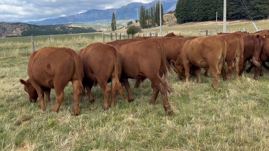 Lote 40 Novillo Engorda en Coyhaique, XI Región Aysén