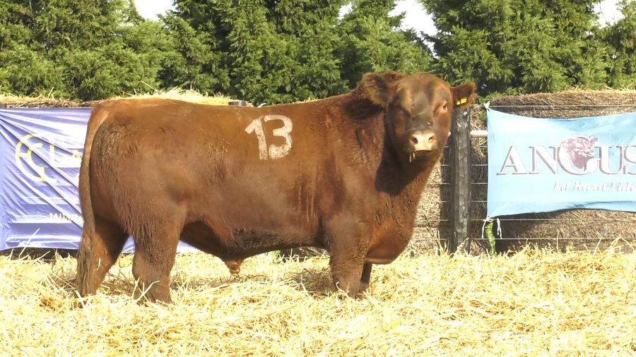 Lote TOROS ANGUS PURO CONTROLADO