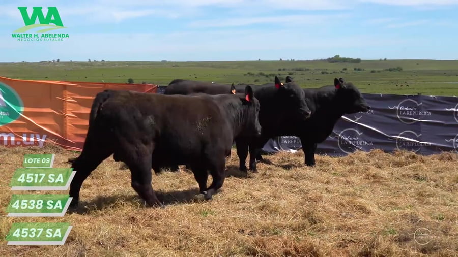 Lote (Eliminado)3 Toros a remate en Cabaña La Republica, Tacuarembó