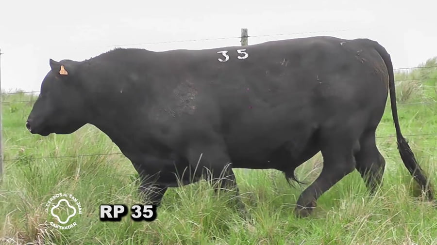 Lote Toro 3 años | S.A.