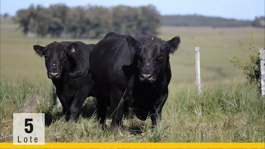 Lote (Vendido)Toros a remate en Subasta Toros de La Competencia, Montevideo
